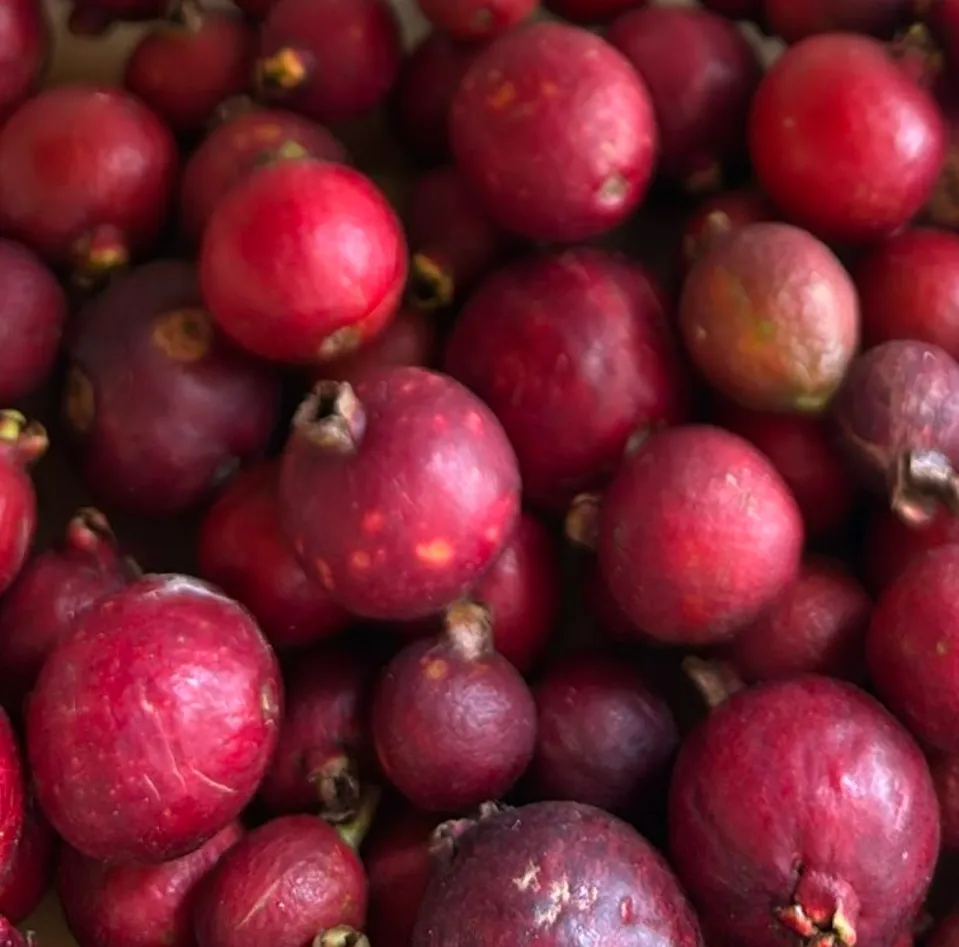 Arbol de Guayaba Cherry