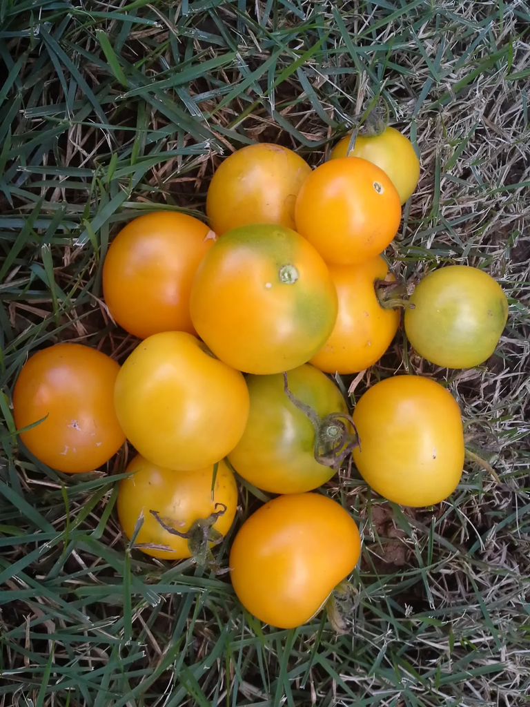 Tomate "Yellow Perfection"