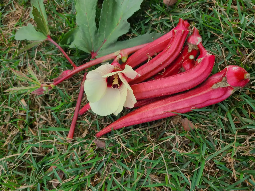 Quimbombó "Burgundy"