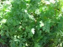 Perejil "Italian Flat Leaf"