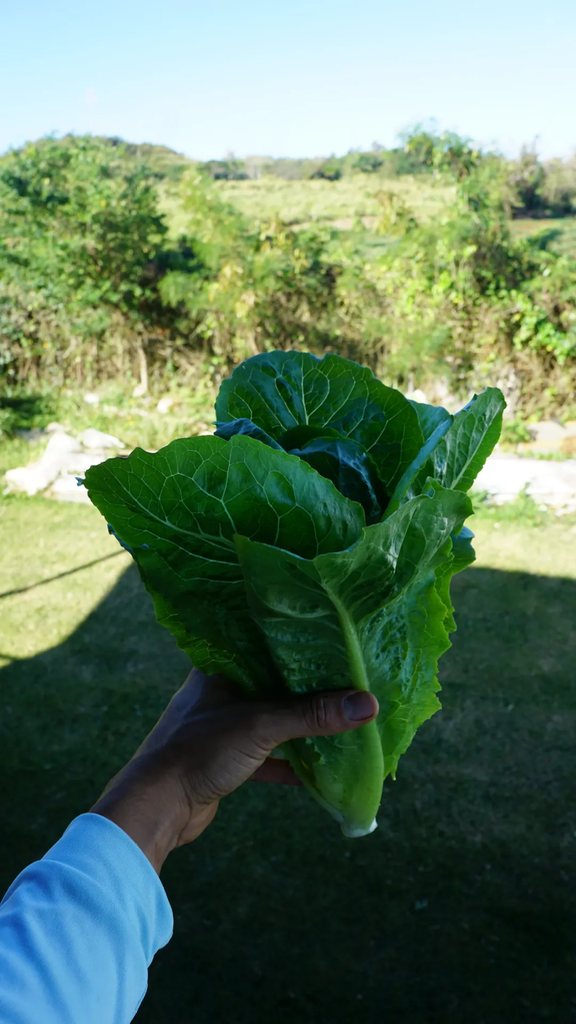 Lechuga Romana "Green Tower"