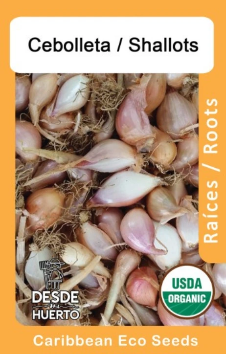 Cebolleta \ Shallots (Paquete Rosita (4 sem aprox))