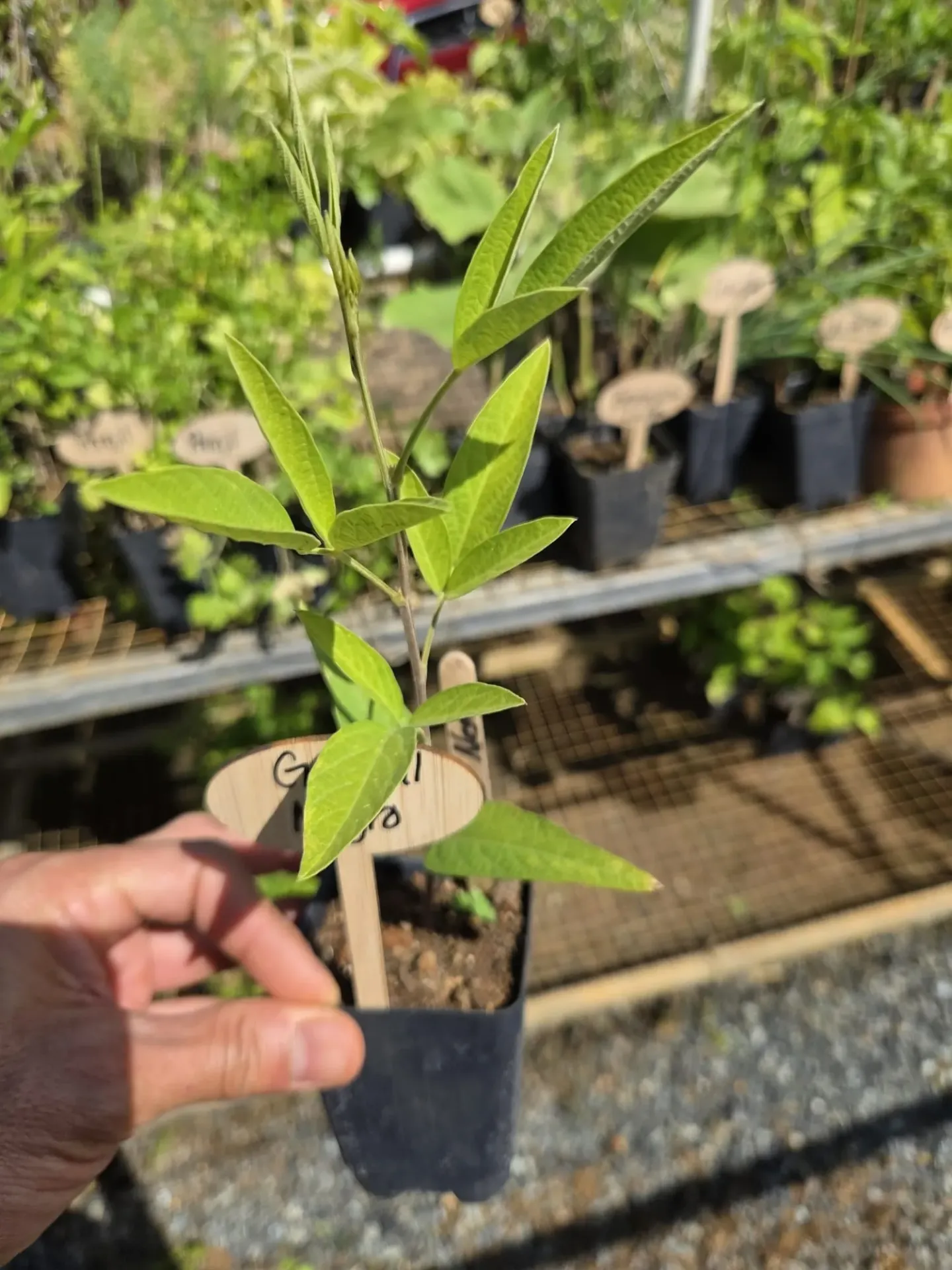 Planta de Gandul Negro
