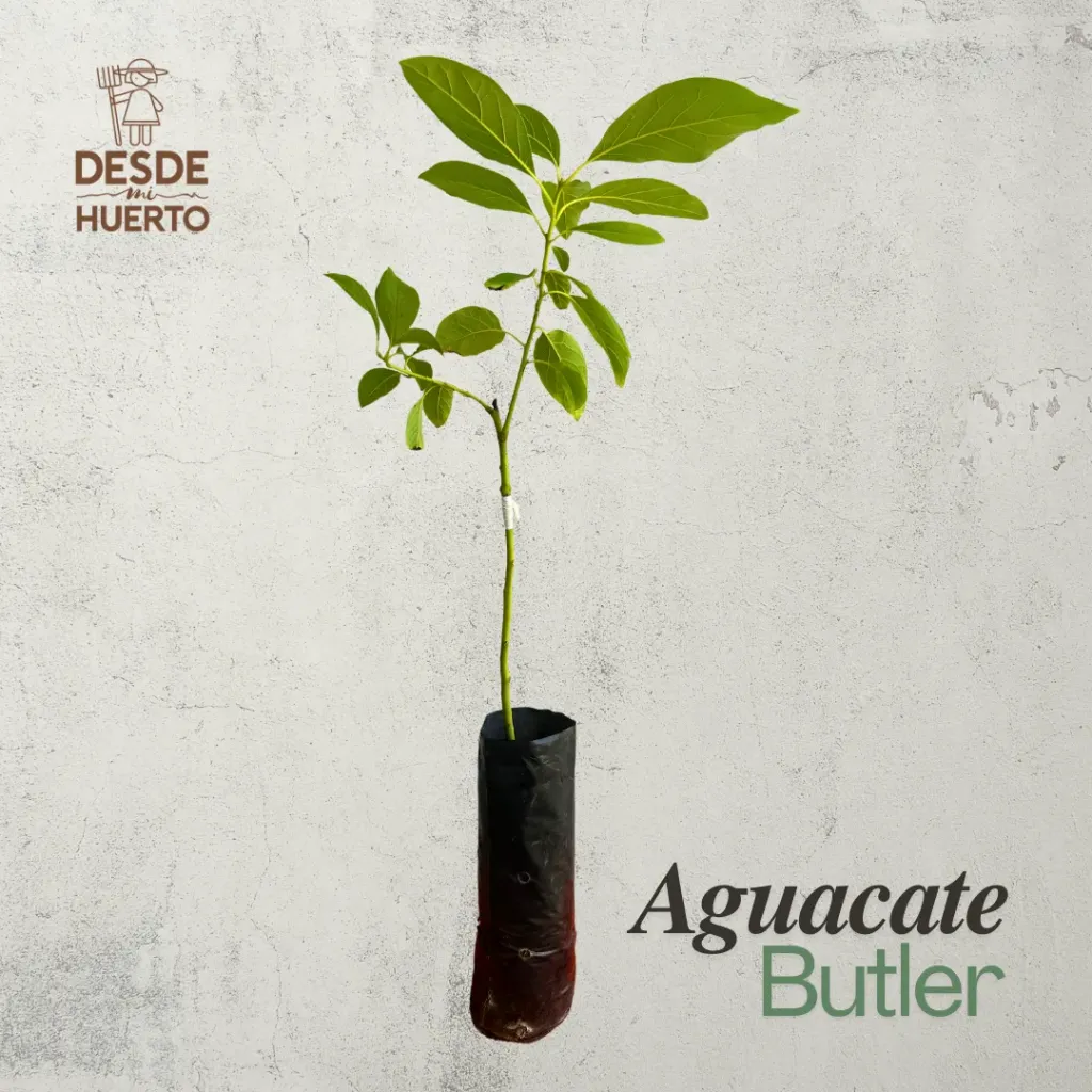 Arbol de Aguacate Pollock
