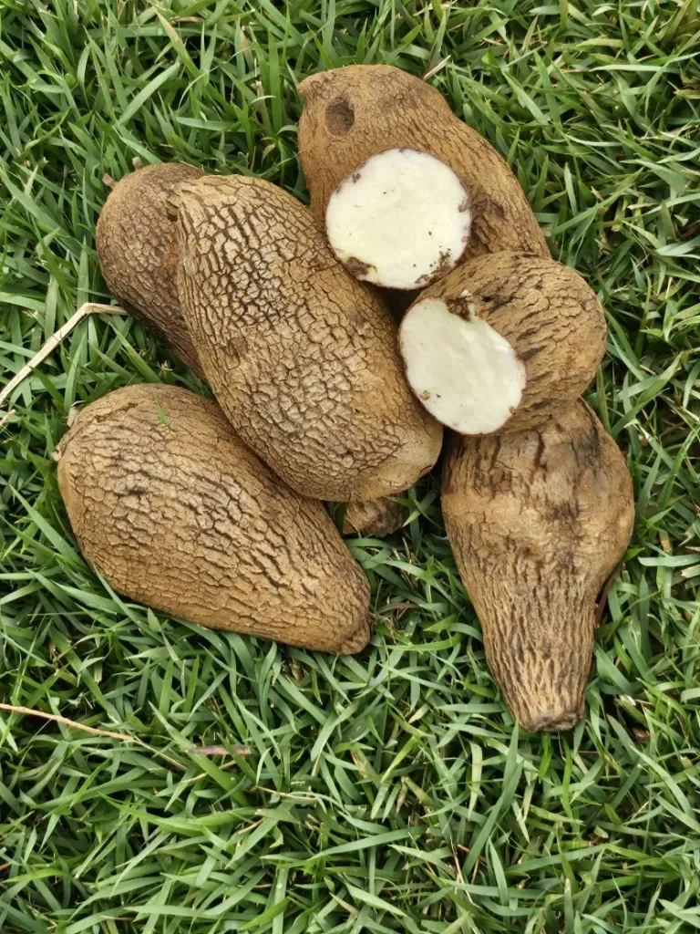 Ñame de Mina Blanco