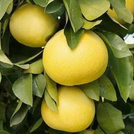 Arbol de Chironja