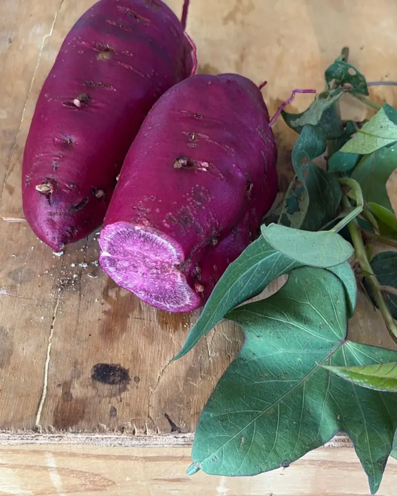 Batata Morada \ Sweet Potato Purple "Molokai" (3 semillas)