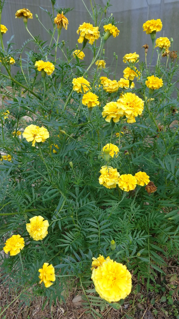 Planta de Flor de Clavelillo Alta