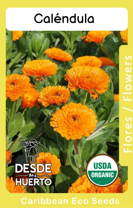Calendula