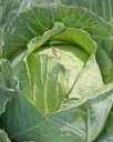 Repollo \ Cabbage Copenhagen Market