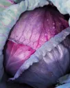 Repollo \ Cabbage Red Acre