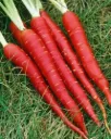 Zanahoria \ Carrot Atomic Red (Paquete (200 sem aprox))