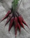 Zanahoria \ Carrot Cosmic Purple (Paquete (200 sem aprox))