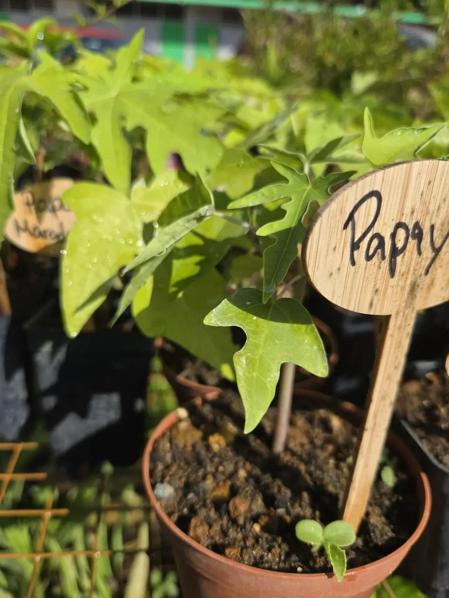 Planta de Papaya Enana Maradol
