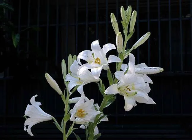 Planta de Azucena Blanca